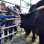 Family friends Jessica Berry and Axel Swanson of Agnew pet a cow during the Clallam County Farm Tour on Sept. 29 at Finn Hall Farm. Sequim Gazette photo by Matthew Nash