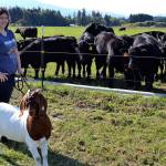 Clallam County Farm Tour hosts 1,200 people