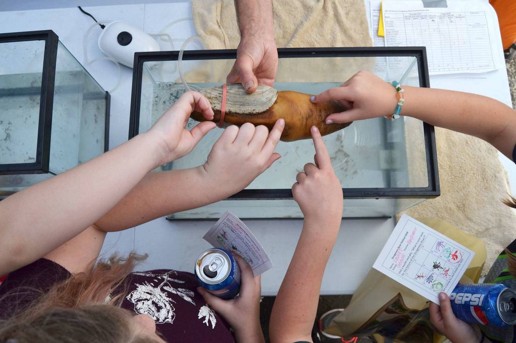 A group from Greywolf touch a geoduck at the Clallam County Marine Resource Committees booth. Sequim Gazette photo by Matthew Nash