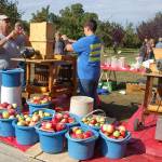 Brucer Tanner, left, and Tritten Ganiner, right, load up freshly-picked organic apples from the Williams Manor orchard to be pressed into cider for the Apple Stock 2018 fundraiser. The Sept. 28-29 event donates proceeds from cider and concession sales to help cover medical costs of two single mothers with debilitating diseases. Sequim Gazette photo by Erin Hawkins