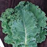 Farm to Table: Harvest the nutritional power of kale
