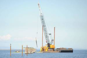 Makeover in Dungeness: Pilings from old wharf removed for habitat improvements