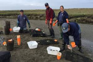 Green crab numbers dwindle in Dungeness