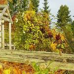 Final walk of season set at demonstration garden