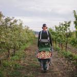 Get into the spirits with Olympic Peninsula Harvest Wine & Cider Tour
