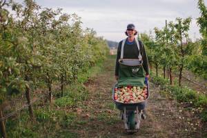 Get into the spirits with Olympic Peninsula Harvest Wine & Cider Tour