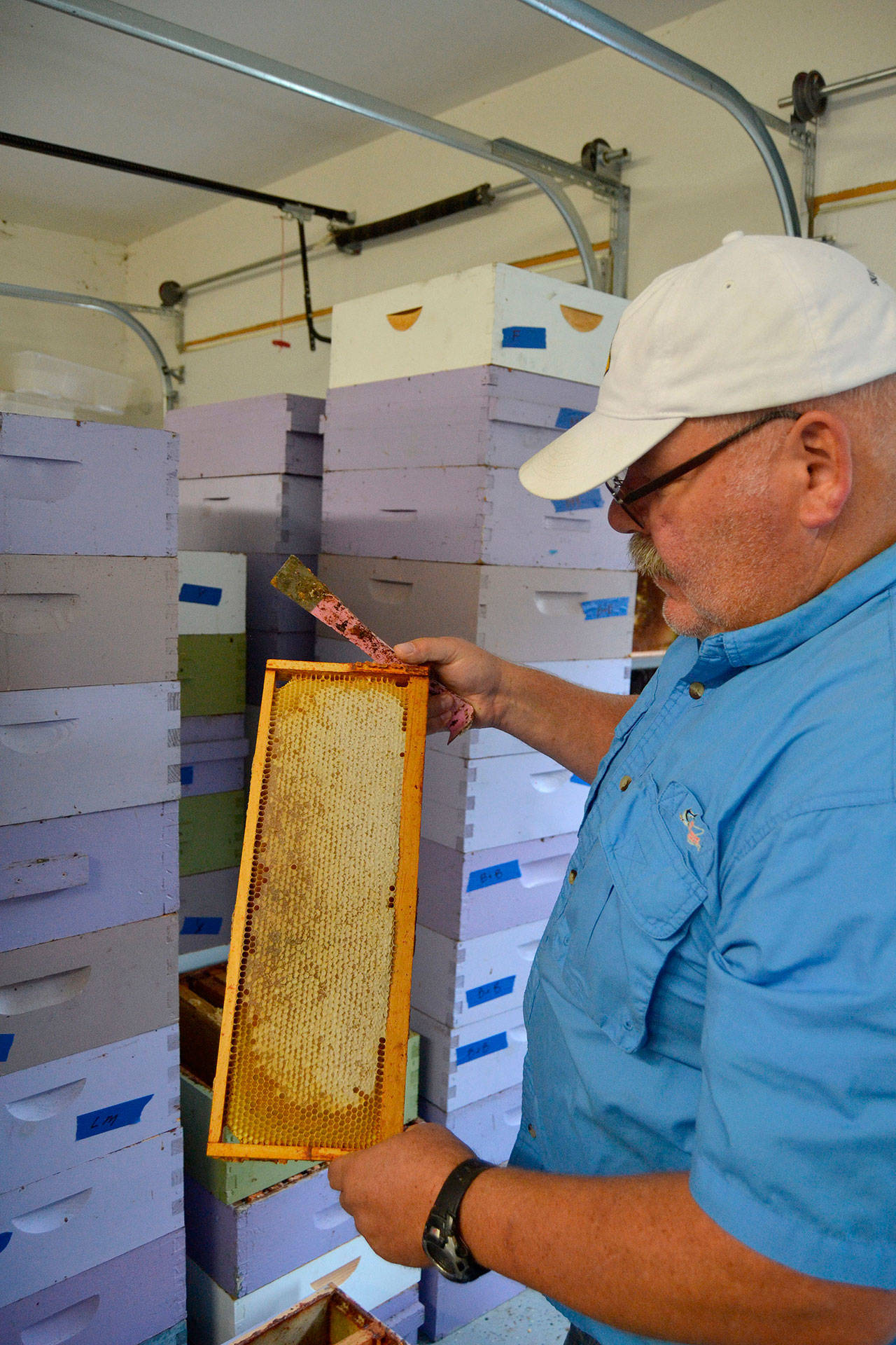 For many lavender farms, Buddy DePew continues to handle and care for their bees so that he can process their honey for future products. He now cares for nine lavender farms honey bees as Sequim Bee Farm. Sequim Gazette photo by Matthew Nash