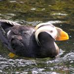 The Port Townsend Marine Science Center offers a Protection Island cruise on Nov. 24, exploring an aquatic reserve that boasts abundant and diverse marine life and seabirds, including the largest known breeding population of rhinoceros auklets in the world. File photo/Port Townsend Marine Science Center