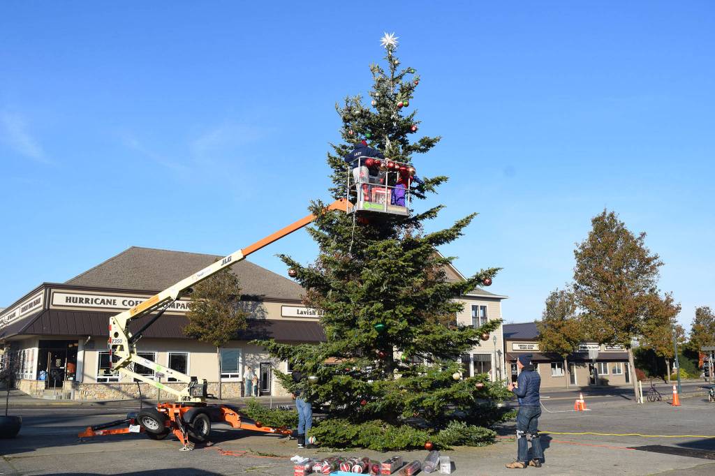 Holiday head-start: 30-foot holiday tree arrives in downtown Sequim
