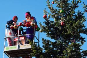 Holiday head-start: 30-foot holiday tree arrives in downtown Sequim