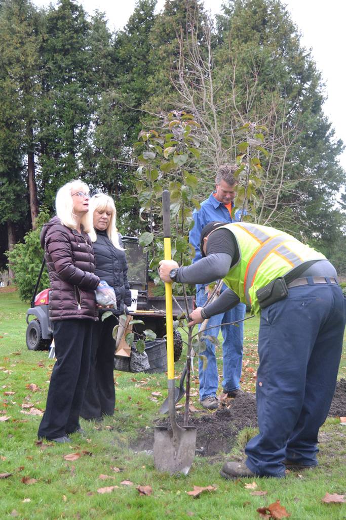 Patti Brandt and her daughter Lori Butler watch as a tree is planted in honor of their husband and father Mike Brandt on Nov. 16 as part of the City of Sequims Arbor Day celebration. Mike retired with the city a few years ago as its Public Works Operations Manager. Sequim Gazette photo by Matthew Nash