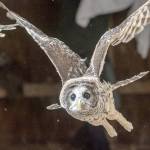 A barred owl takes flight at the Northwest Raptor and Wildlife Center. Photo by Jesse Major/Peninsula Daily News