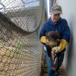 Jaye Moore, director of the Northwest Raptor and Wildlife Center, carries a juvenile bald eagle as she prepares to release it into the wild. Photo by Jesse Major/Peninsula Daily News