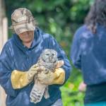 Jaye Moore, director of the Northwest Raptor and Wildlife Center, carries a barred owl. Photo by Jesse Major/Peninsula Daily News