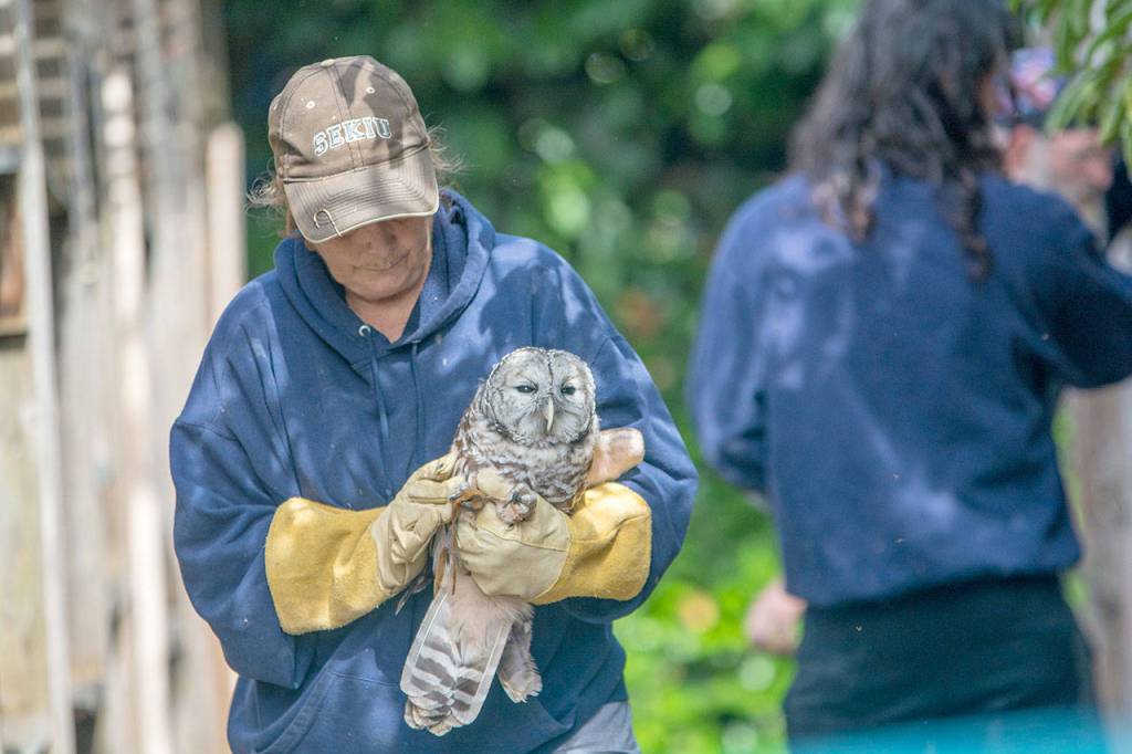 Jaye Moore, director of the Northwest Raptor and Wildlife Center, carries a barred owl. Photo by Jesse Major/Peninsula Daily News