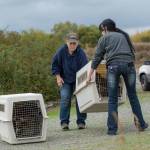 Northwest Raptor Center Director Jaye Moore, left, and volunteer Merryn Welch prepare to release two juvenile bald eagles in September. Photo by Jesse Major/Peninsula Daily News