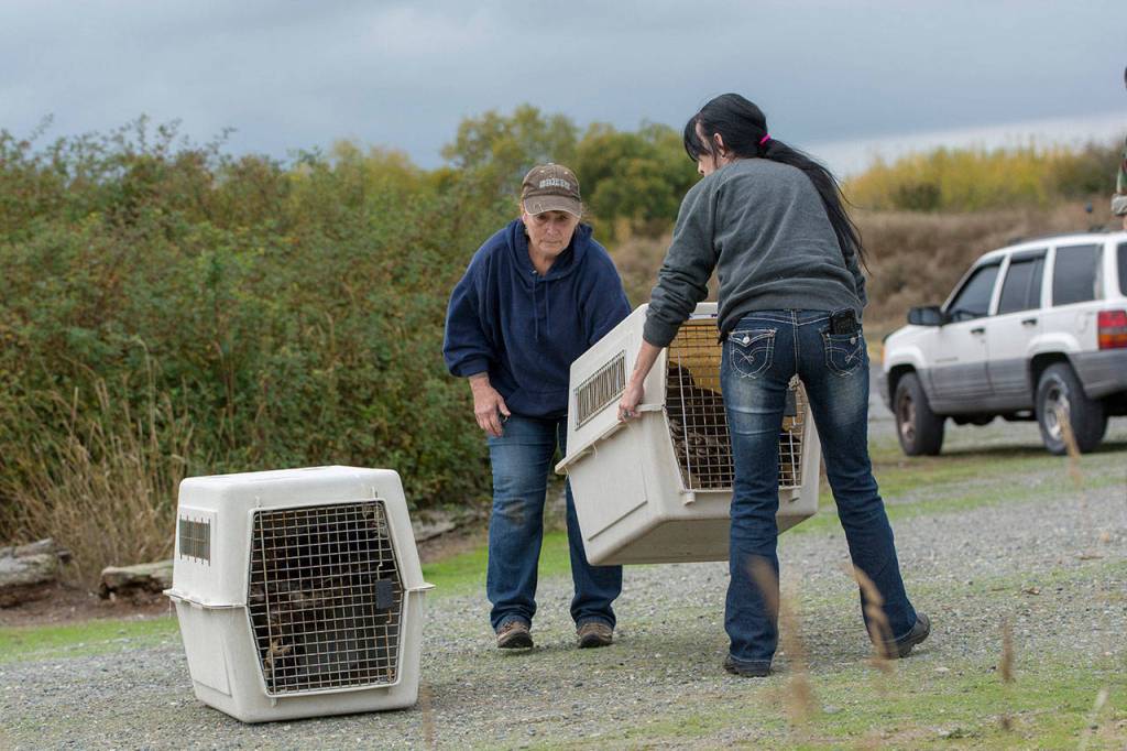 Northwest Raptor Center Director Jaye Moore, left, and volunteer Merryn Welch prepare to release two juvenile bald eagles in September. Photo by Jesse Major/Peninsula Daily News