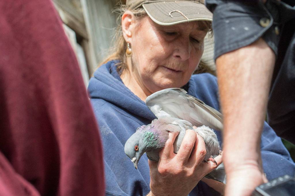 Jaye Moore, director of the Northwest Raptor and Wildlife Center, looks over an injured pigeon in September. Photo by Jesse Major/Peninsula Daily News