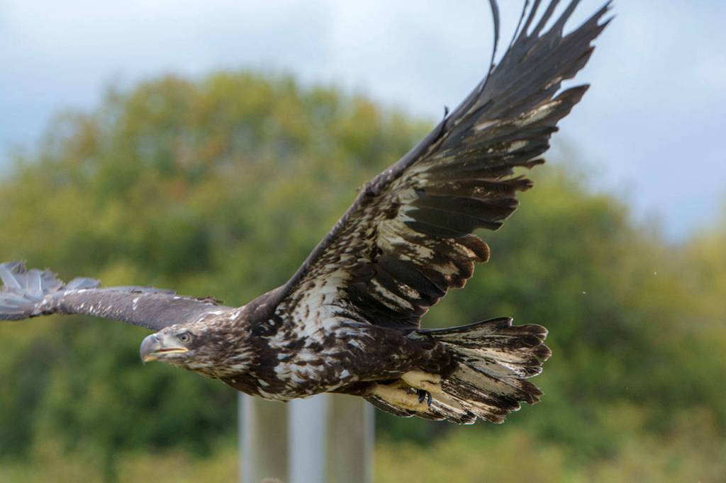 A juvenile bald eagle takes flights after it was released in September. Photo by Jesse Major/Peninsula Daily News