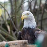 A bald eagle looks around its pen at the Northwest Raptor and Wildlife Center in September. Photo by Jesse Major/Peninsula Daily News