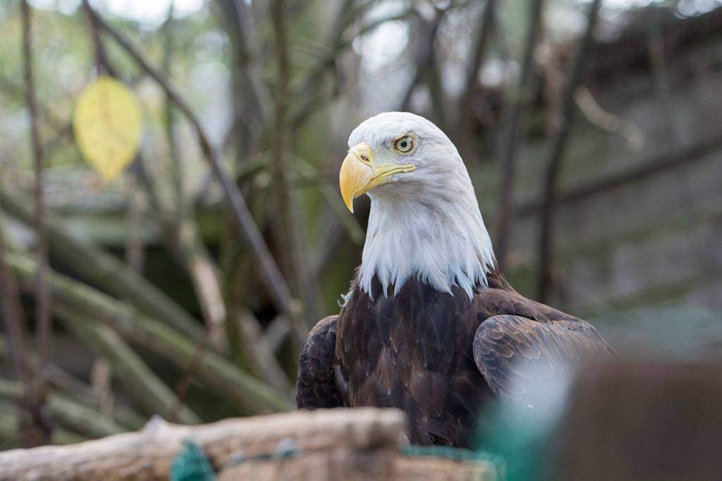 A bald eagle looks around its pen at the Northwest Raptor and Wildlife Center in September. Photo by Jesse Major/Peninsula Daily News