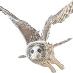 Raptor Center to close, eventually: After career of rescuing animals, Jaye Moore slowing down