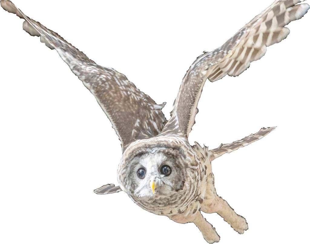 Raptor Center to close, eventually: After career of rescuing animals, Jaye Moore slowing down