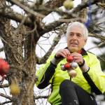 Festive cheer in Sequim … out on a limb