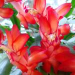 Holiday cactuses: It’s all about timing