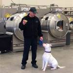 Olympic Peninsula Humane Society saved Ghost, a deaf, all-white pit bull terrier mix more than a year ago from a high-kill shelter in another state. He was then recruited by the Washington Department of Corrections where he met his handler Joe Henderson, who adopted him and trained him to become the nations first deaf narcotics detection dog and now his canine partner. Photo courtesy of the Washington State Department of Social and Health Services