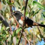 A bird walk for non-birders: Audubon group hosts free Saturday event for ‘Beginners and Newcomers’
