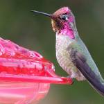 A bird walk for non-birders: Audubon group hosts free Saturday event for ‘Beginners and Newcomers’