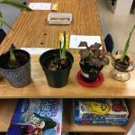 Kindergarten students in Lorrie Corders class at Helen Haller Elementary plant paperwhite bulbs on rocks and in soil, to see which would grow better, in a recent botany lesson. Submitted photo