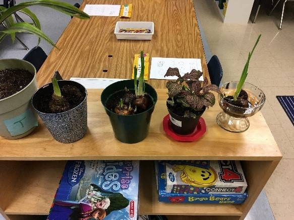 Kindergarten students in Lorrie Corders class at Helen Haller Elementary plant paperwhite bulbs on rocks and in soil, to see which would grow better, in a recent botany lesson. Submitted photo