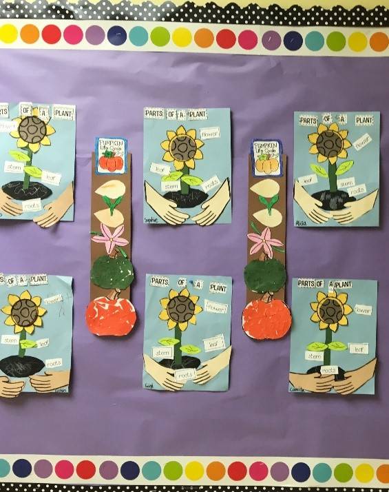 Students in Vanessa Rayburns kindergarten class at Helen Haller Elementary compare the life cycle of pumpkins and sunflowers. Submitted photo