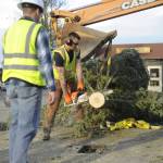 Winds toppled the Christmas tree at the northeast corner of Washington Street and Sequim Avenue on Dec. 14. City of Sequim crews said due to damage, they removed seven feet of height from the tree before re-positioning it. Sequim Gazette photo by Michael Dashiell