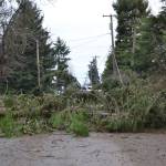 Large trees blocked a portion of East Silberhorn Road near the Little League Park on Dec. 14. Nearby homeowners reported sporadic outages in the area. Sequim Gazette photo by Matthew Nash