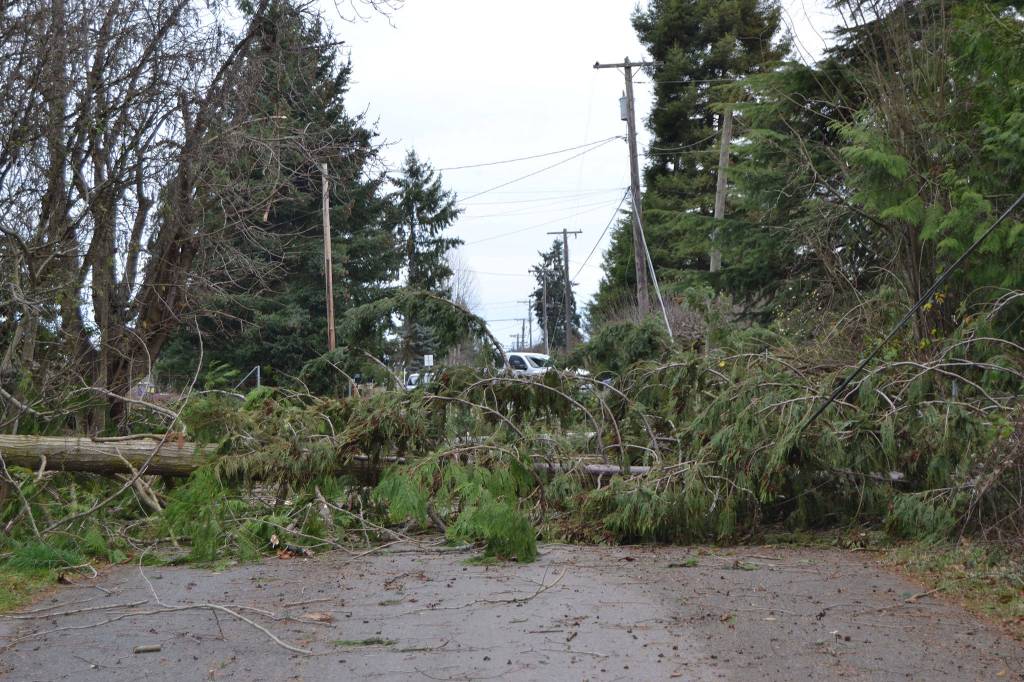 Large trees blocked a portion of East Silberhorn Road near the Little League Park on Dec. 14. Nearby homeowners reported sporadic outages in the area. Sequim Gazette photo by Matthew Nash