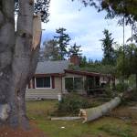 A tree branch fell within a few feet of smashing on a home on the 200 block of Secor Road on Dec. 14. No one was home during the storm, but the tree did severely damage the porch and some of the roof. Sequim Gazette photo by Matthew Nash