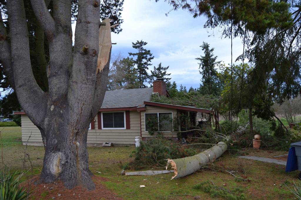 A tree branch fell within a few feet of smashing on a home on the 200 block of Secor Road on Dec. 14. No one was home during the storm, but the tree did severely damage the porch and some of the roof. Sequim Gazette photo by Matthew Nash