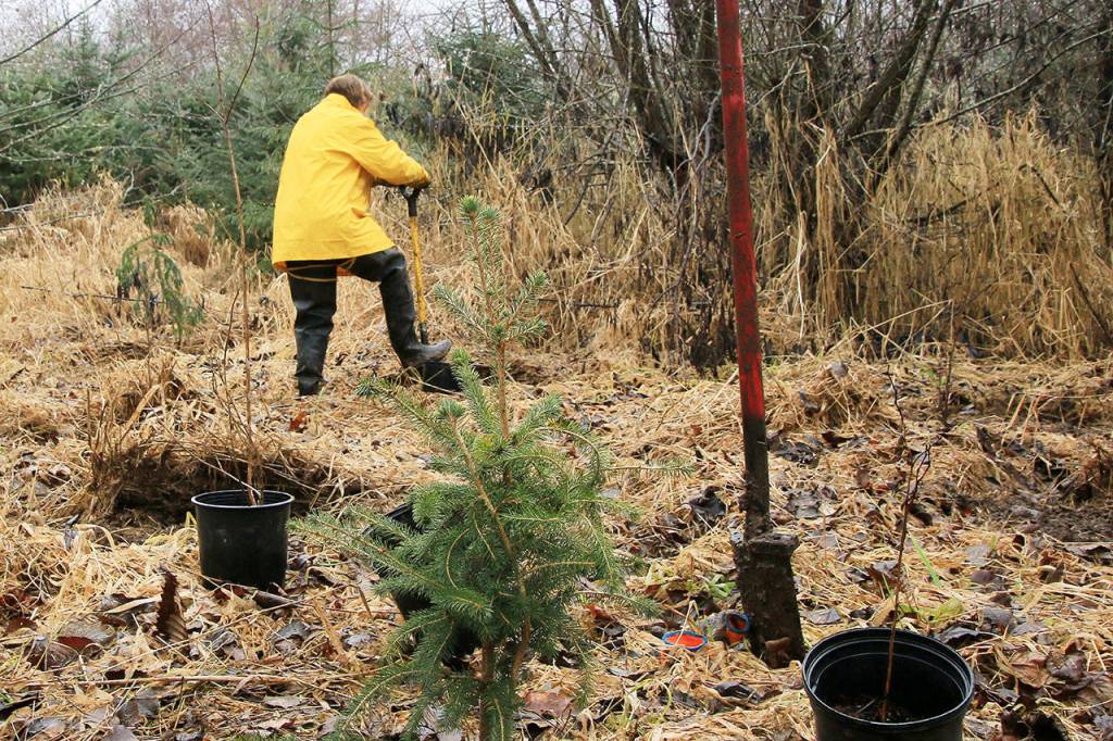 Help restore salmon habitat near Salmon Creek