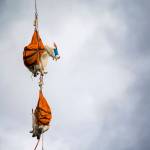 Two blind-folded mountain goats dangle from a helicopter in Olympic National Park as they await processing Sept. 13. Olympic National Park and several other agencies are working to move about 700 mountain goats to the North Cascades. File photo by Jesse Major/Peninsula Daily News