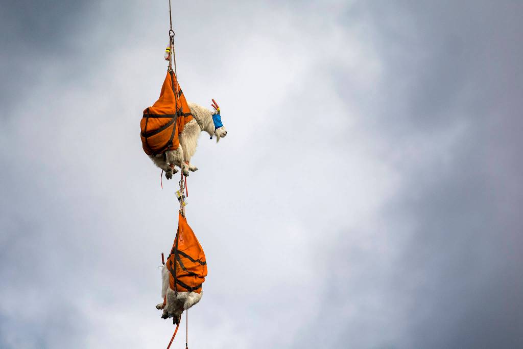 Two blind-folded mountain goats dangle from a helicopter in Olympic National Park as they await processing Sept. 13. Olympic National Park and several other agencies are working to move about 700 mountain goats to the North Cascades. File photo by Jesse Major/Peninsula Daily News