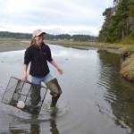 Dr. Emily Grason, Crab Team program manager and a marine ecologist, pulls a trap on Sept. 21 from waters near Indian Island County Park to check for European green crab. Two green crabs were found in Jefferson County for the first time in September. Sequim Gazette file photo by Matthew Nash