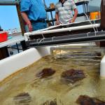 Sequim researchers Gary Gill and Li-Jung Kuo stand over a tub of yarn bundles where seawater constantly streams onto them to see how much uranium from the ocean can be collected. Once the technology is up to commercial scale, it can provide an attractive nuclear fuel for reactors, Gill said.