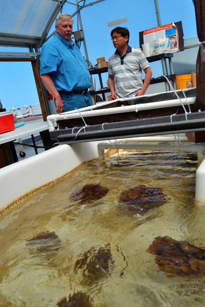 Sequim researchers Gary Gill and Li-Jung Kuo stand over a tub of yarn bundles where seawater constantly streams onto them to see how much uranium from the ocean can be collected. Once the technology is up to commercial scale, it can provide an attractive nuclear fuel for reactors, Gill said.