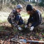 Volunteers needed to help plant native trees along Siebert Creek