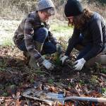 Volunteers needed to help plant native trees along Siebert Creek