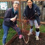 Blueberries: Pruning for productivity