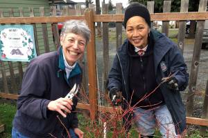 Blueberries: Pruning for productivity